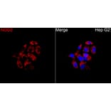 Immunofluorescence - Anti-NOD2 Antibody (A329683) - Antibodies.com