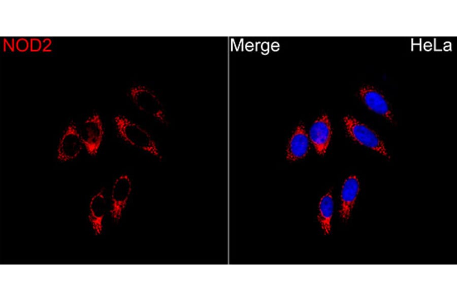 Immunofluorescence - Anti-NOD2 Antibody (A329683) - Antibodies.com