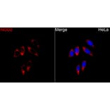Immunofluorescence - Anti-NOD2 Antibody (A329683) - Antibodies.com
