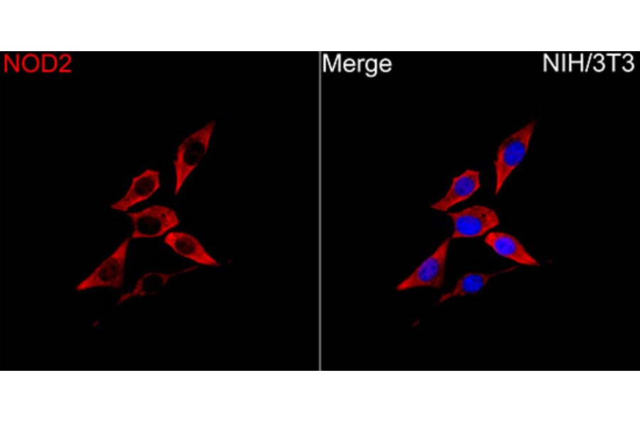 Immunofluorescence - Anti-NOD2 Antibody (A329683) - Antibodies.com