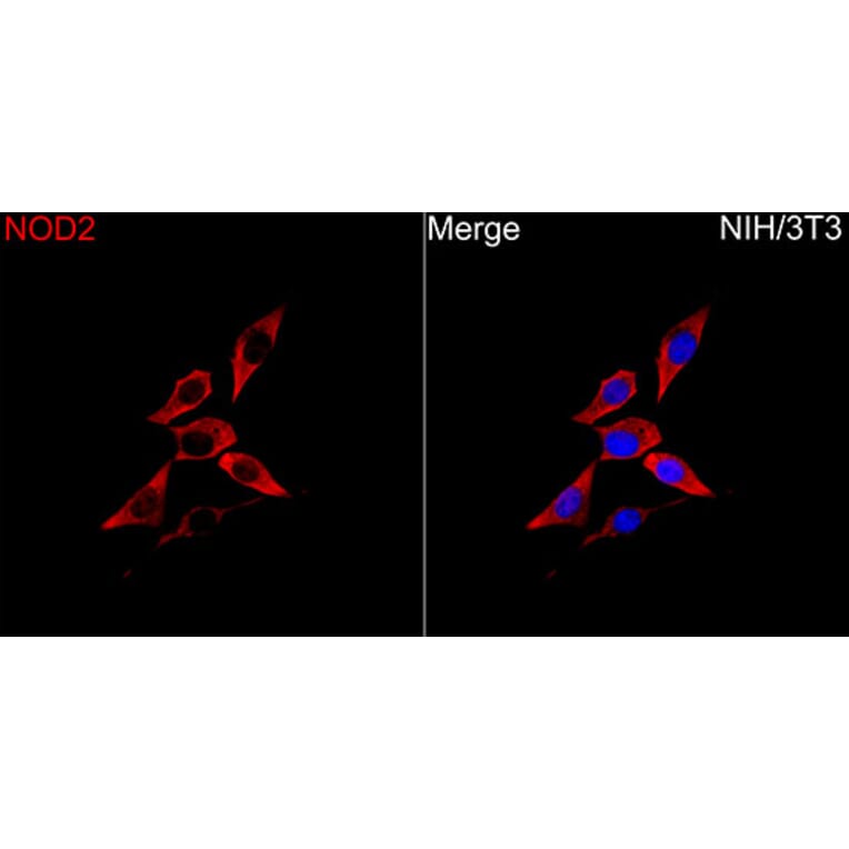 Immunofluorescence - Anti-NOD2 Antibody (A329683) - Antibodies.com