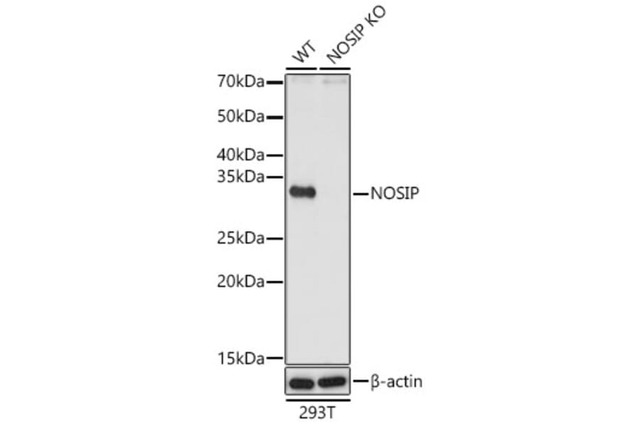 Western Blot - Anti-NOSIP Antibody (A329684) - Antibodies.com