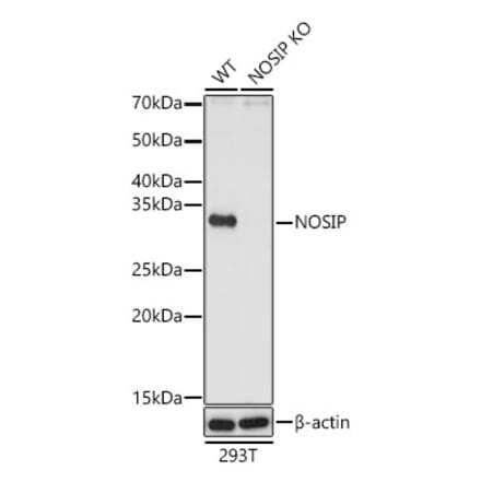 Western Blot - Anti-NOSIP Antibody (A329684) - Antibodies.com