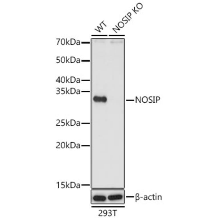 Western Blot - Anti-NOSIP Antibody (A329684) - Antibodies.com