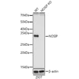 Western Blot - Anti-NOSIP Antibody (A329684) - Antibodies.com