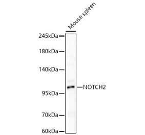 Western Blot - Anti-Notch2 Antibody (A329685) - Antibodies.com