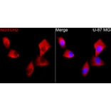 Immunofluorescence - Anti-Notch2 Antibody (A329685) - Antibodies.com