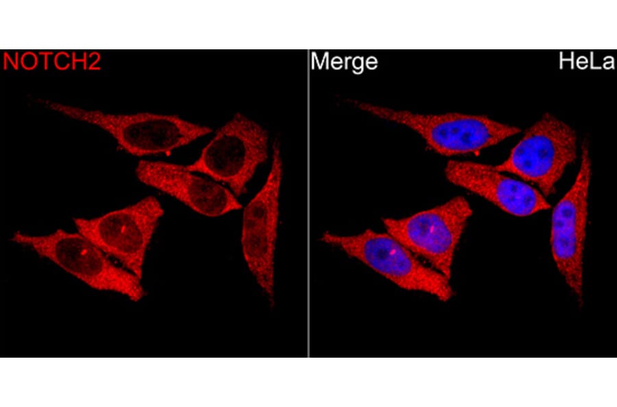 Immunofluorescence - Anti-Notch2 Antibody (A329685) - Antibodies.com