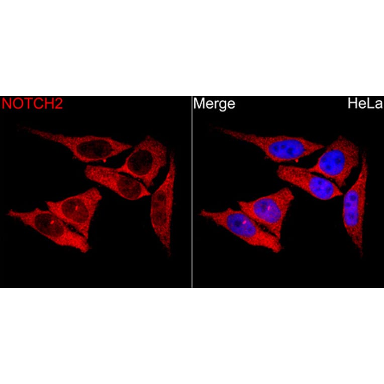Immunofluorescence - Anti-Notch2 Antibody (A329685) - Antibodies.com