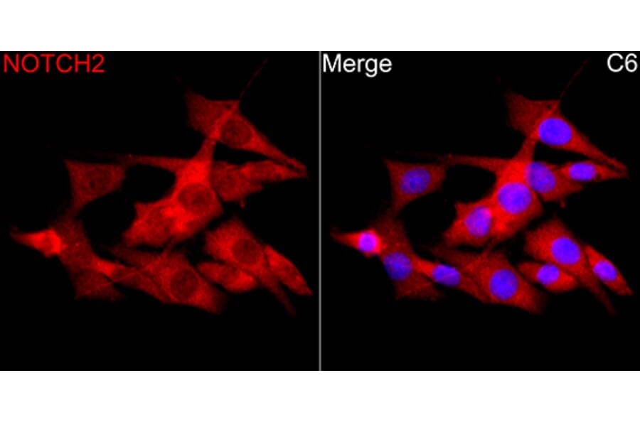 Immunofluorescence - Anti-Notch2 Antibody (A329685) - Antibodies.com