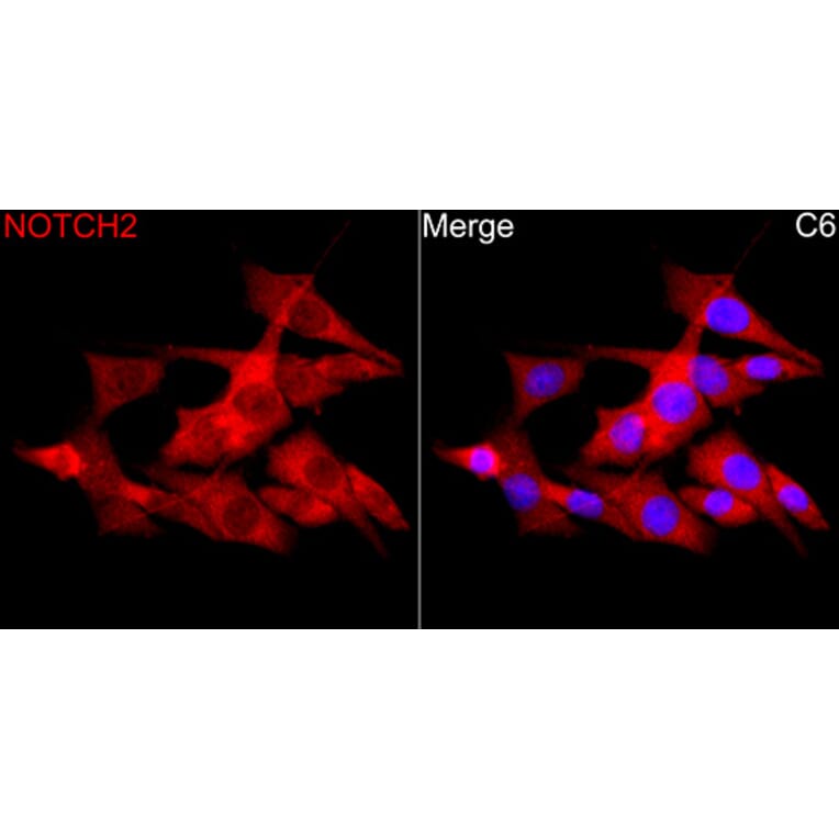 Immunofluorescence - Anti-Notch2 Antibody (A329685) - Antibodies.com