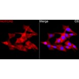 Immunofluorescence - Anti-Notch2 Antibody (A329685) - Antibodies.com