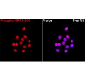 Immunofluorescence - Anti-Nrf2 (Phospho S40) Antibody (A329686) - Antibodies.com