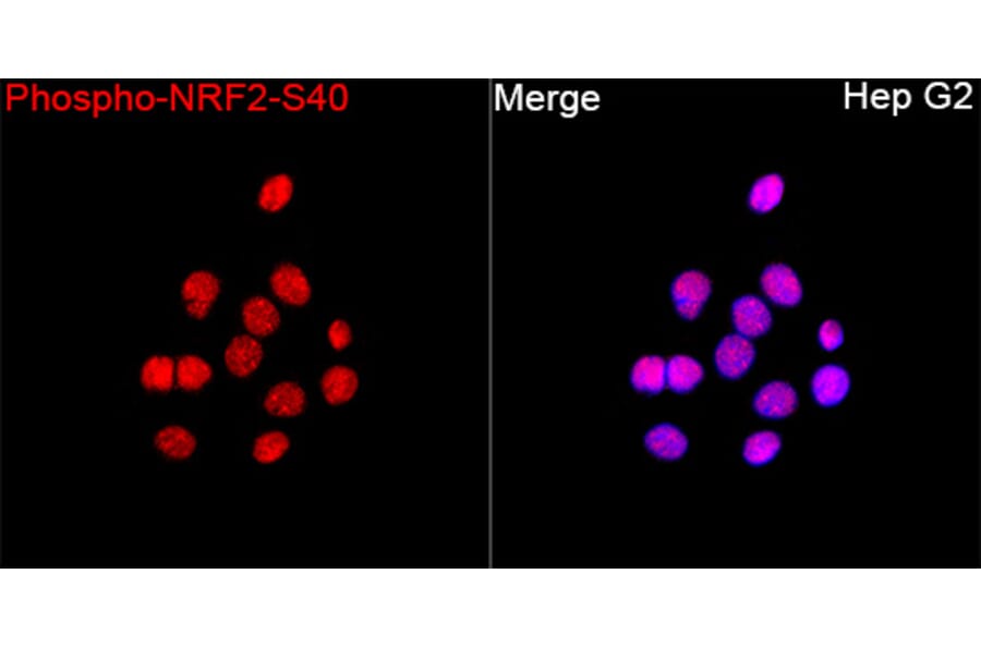 Immunofluorescence - Anti-Nrf2 (Phospho S40) Antibody (A329686) - Antibodies.com