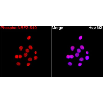 Immunofluorescence - Anti-Nrf2 (Phospho S40) Antibody (A329686) - Antibodies.com
