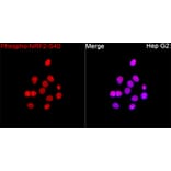 Immunofluorescence - Anti-Nrf2 (Phospho S40) Antibody (A329686) - Antibodies.com