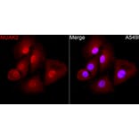Immunofluorescence - Anti-NUAK2 Antibody (A329688) - Antibodies.com