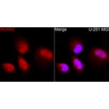 Immunofluorescence - Anti-NUAK2 Antibody (A329688) - Antibodies.com