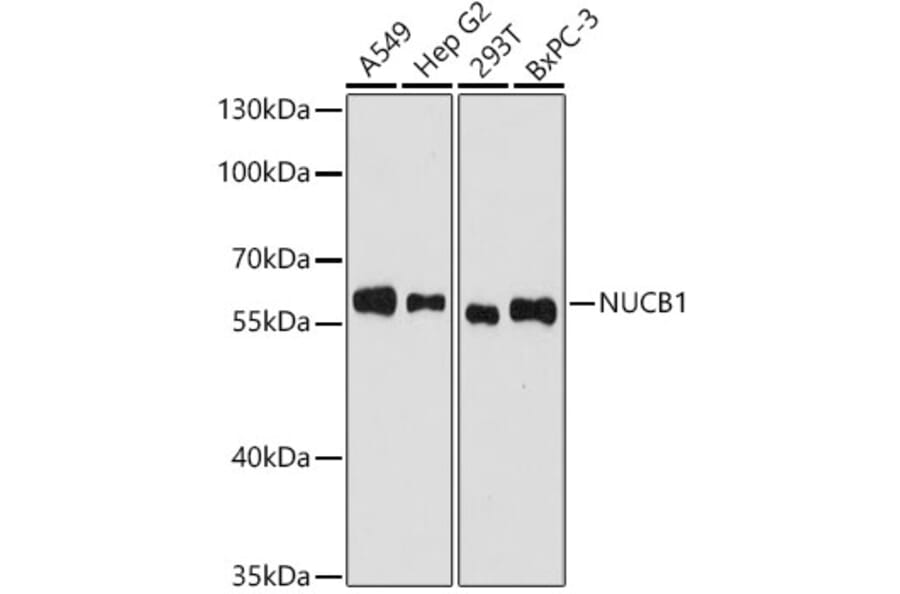 Western Blot - Anti-NUCB1 Antibody (A329689) - Antibodies.com