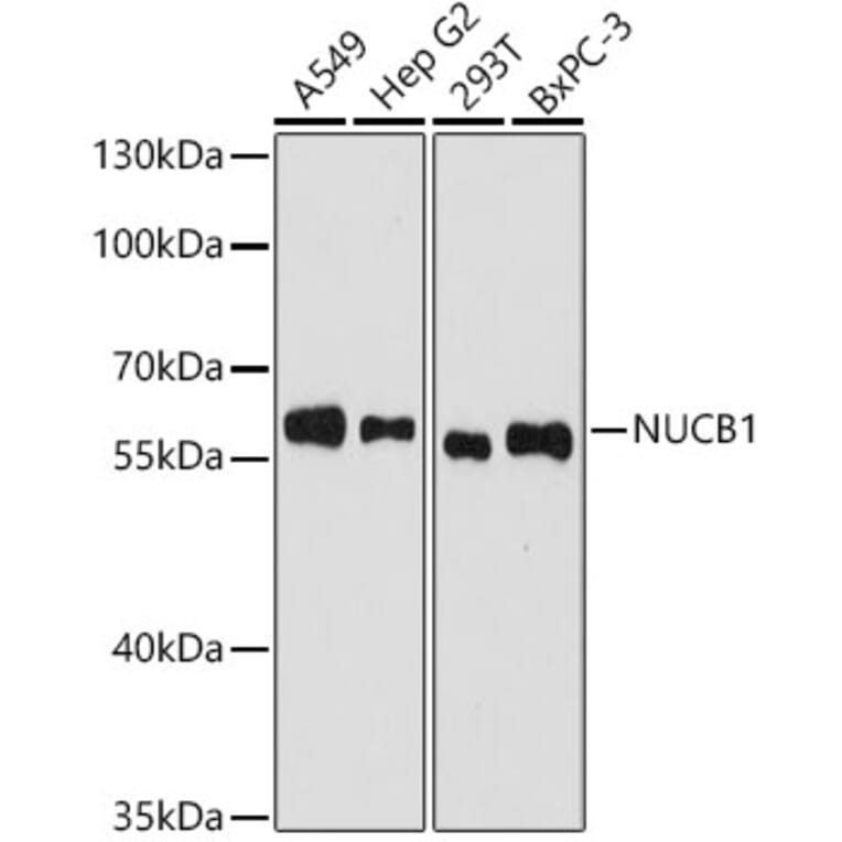 Western Blot - Anti-NUCB1 Antibody (A329689) - Antibodies.com