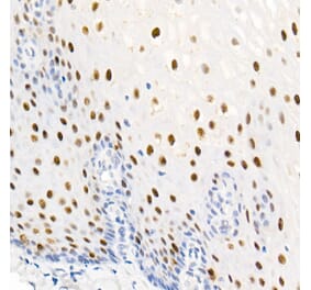 Immunohistochemistry - Anti-Nucleolin (Phospho T76) Antibody [ARC2906] (A329690) - Antibodies.com