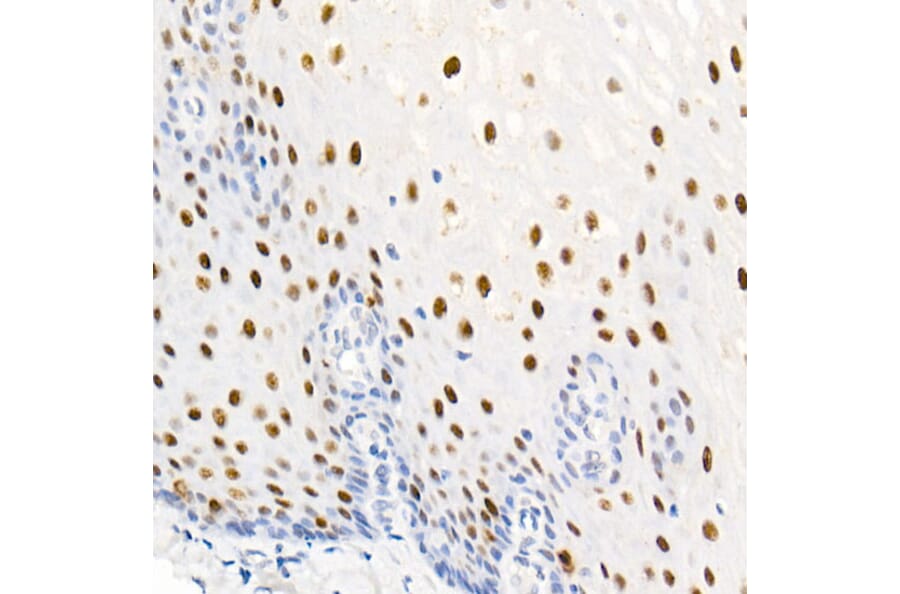 Immunohistochemistry - Anti-Nucleolin (Phospho T76) Antibody [ARC2906] (A329690) - Antibodies.com