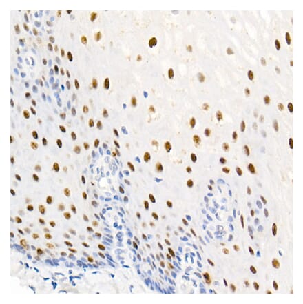 Immunohistochemistry - Anti-Nucleolin (Phospho T76) Antibody [ARC2906] (A329690) - Antibodies.com