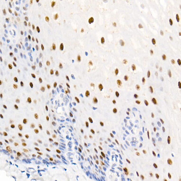 Immunohistochemistry - Anti-Nucleolin (Phospho T76) Antibody [ARC2906] (A329690) - Antibodies.com