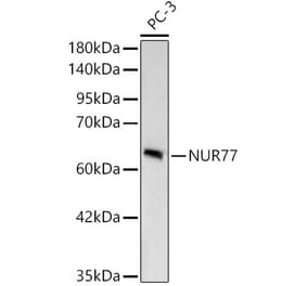 Western Blot - Anti-Nur77 Antibody [ARC58221] (A329691) - Antibodies.com