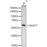 Western Blot - Anti-Nur77 Antibody [ARC58221] (A329691) - Antibodies.com