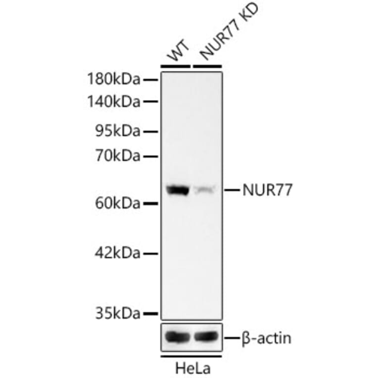 Western Blot - Anti-Nur77 Antibody [ARC58221] (A329691) - Antibodies.com