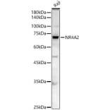 Western Blot - Anti-Nurr1 Antibody (A329692) - Antibodies.com