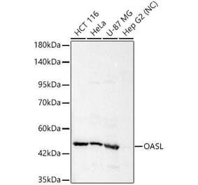 Western Blot - Anti-OASL Antibody (A329693) - Antibodies.com