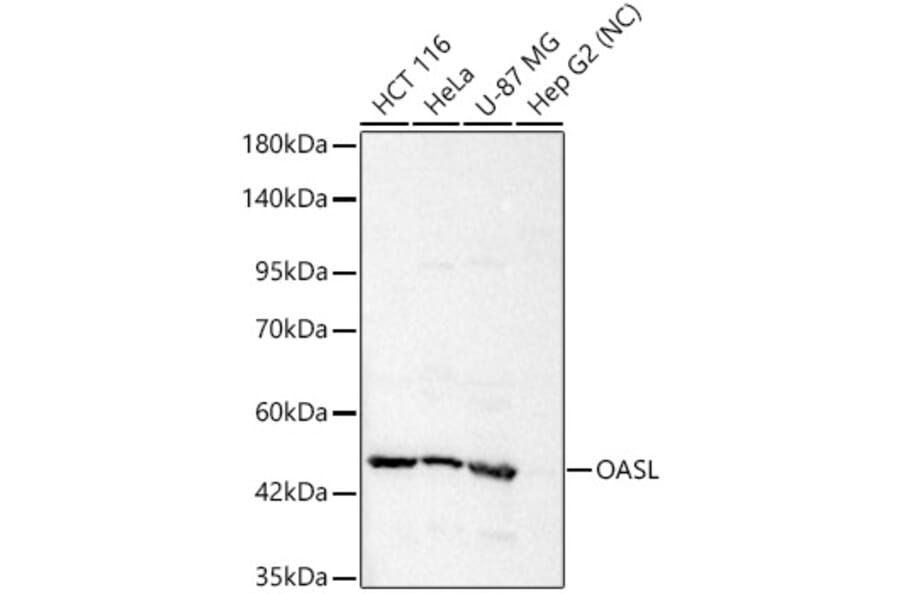 Western Blot - Anti-OASL Antibody (A329693) - Antibodies.com
