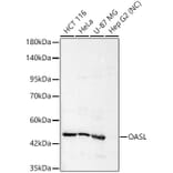 Western Blot - Anti-OASL Antibody (A329693) - Antibodies.com