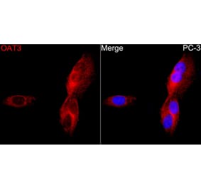 Immunofluorescence - Anti-OAT3 Antibody (A329694) - Antibodies.com