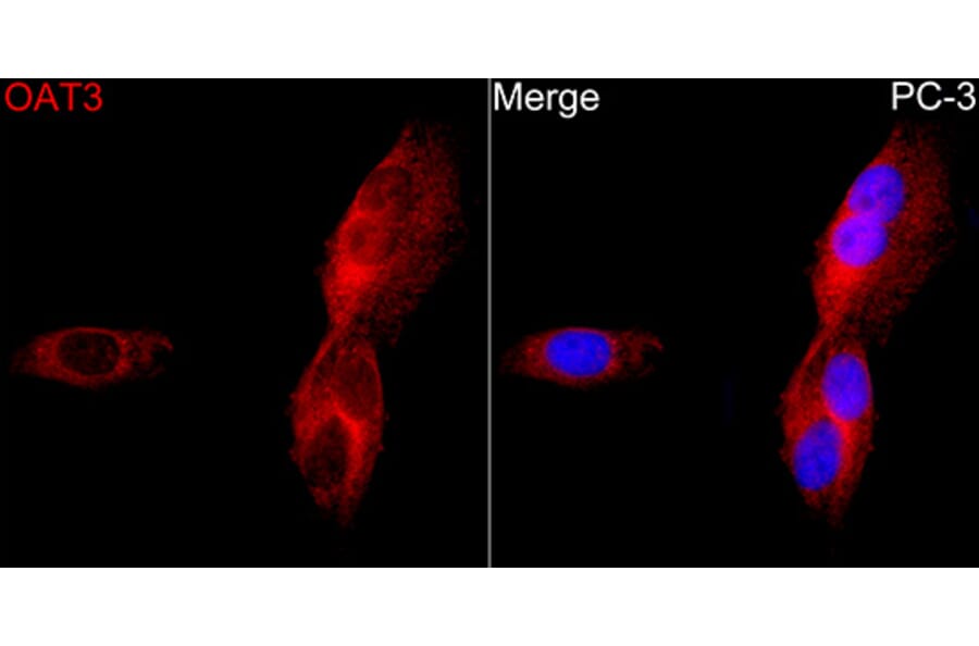 Immunofluorescence - Anti-OAT3 Antibody (A329694) - Antibodies.com