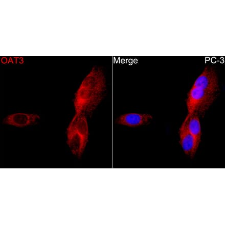 Immunofluorescence - Anti-OAT3 Antibody (A329694) - Antibodies.com