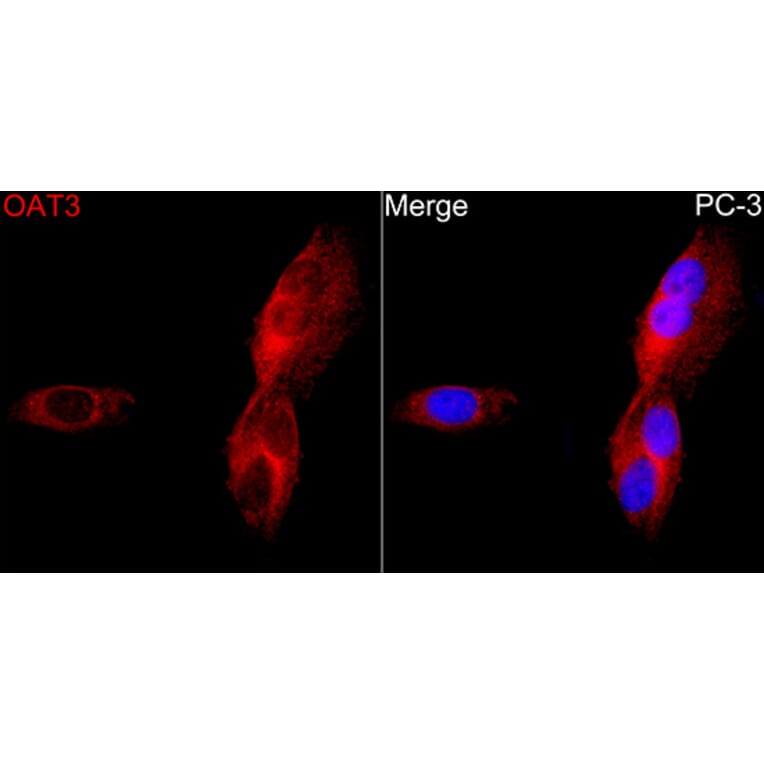 Immunofluorescence - Anti-OAT3 Antibody (A329694) - Antibodies.com