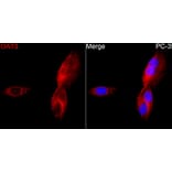 Immunofluorescence - Anti-OAT3 Antibody (A329694) - Antibodies.com