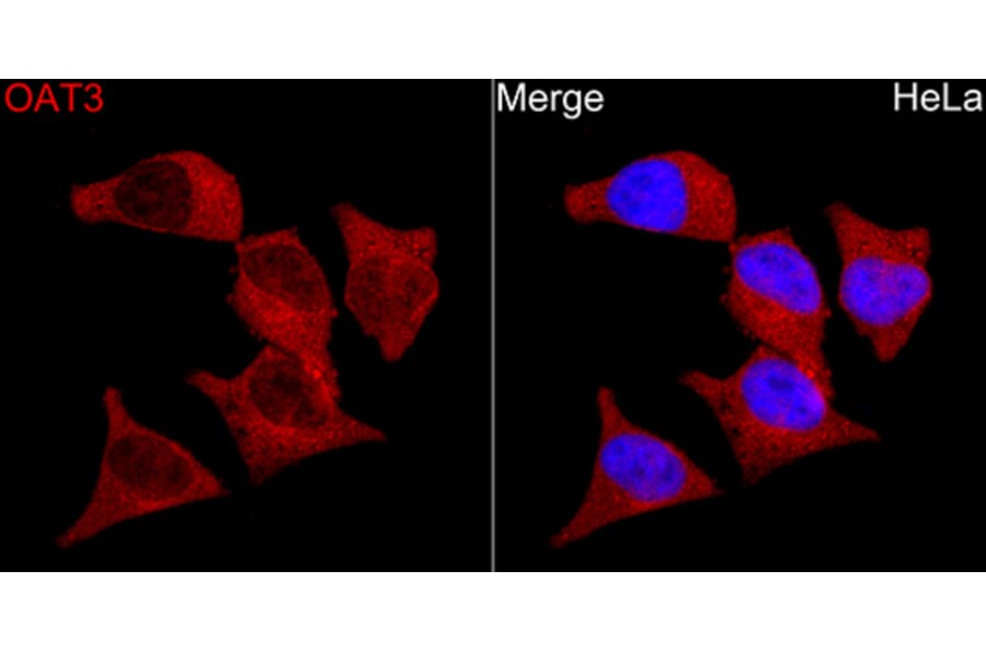 Immunofluorescence - Anti-OAT3 Antibody (A329694) - Antibodies.com