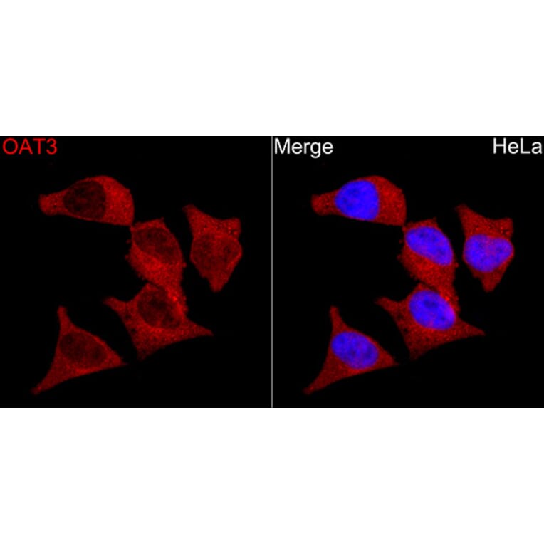 Immunofluorescence - Anti-OAT3 Antibody (A329694) - Antibodies.com