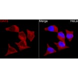 Immunofluorescence - Anti-OAT3 Antibody (A329694) - Antibodies.com