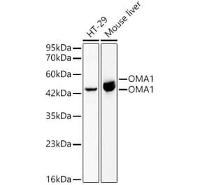 Western Blot - Anti-OMA1 Antibody (A329695) - Antibodies.com