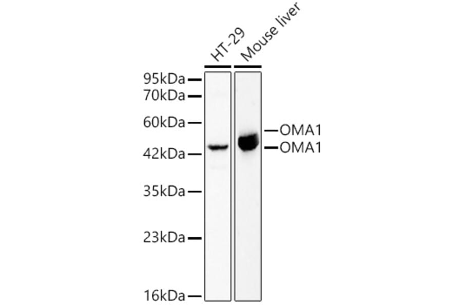 Western Blot - Anti-OMA1 Antibody (A329695) - Antibodies.com