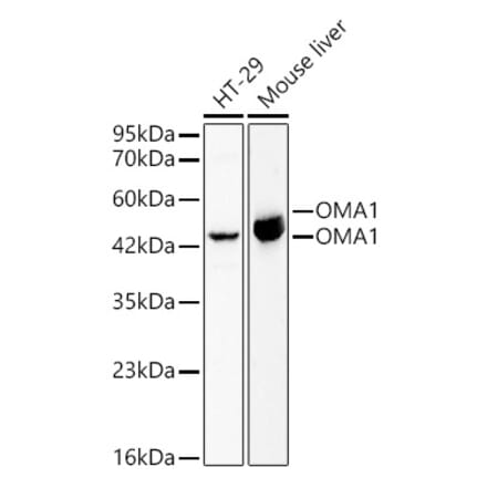 Western Blot - Anti-OMA1 Antibody (A329695) - Antibodies.com