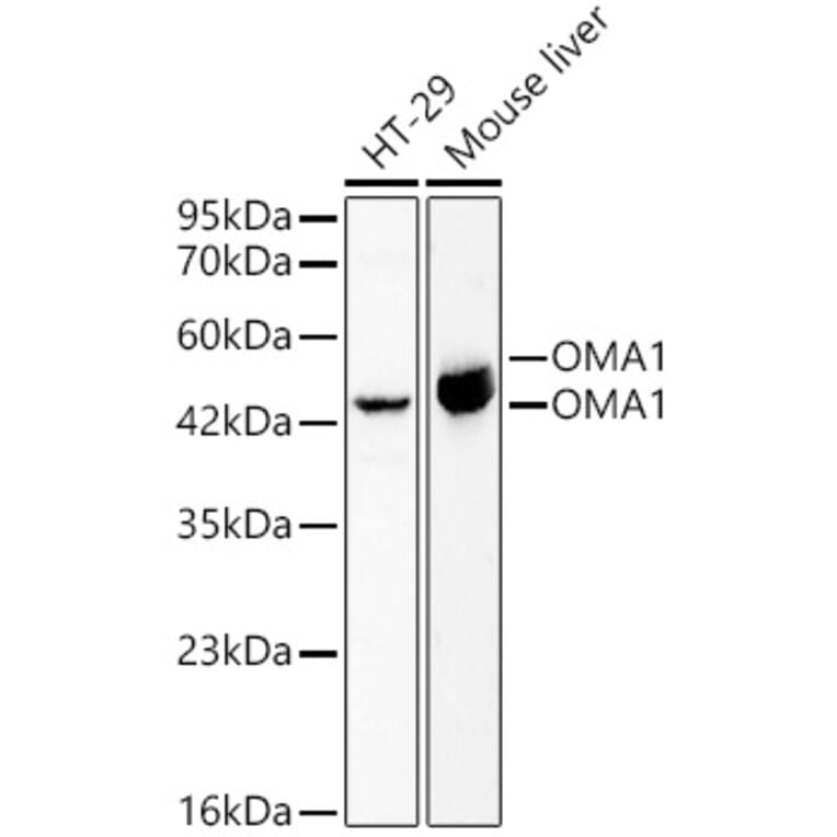 Western Blot - Anti-OMA1 Antibody (A329695) - Antibodies.com