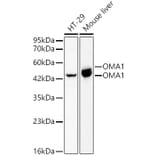 Western Blot - Anti-OMA1 Antibody (A329695) - Antibodies.com