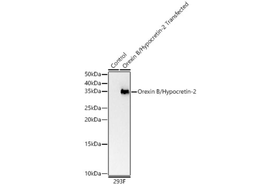 Western Blot - Anti-Orexin Antibody (A329696) - Antibodies.com