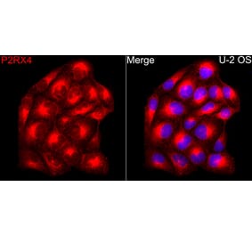 Immunofluorescence - Anti-P2X4 Antibody (A329701) - Antibodies.com